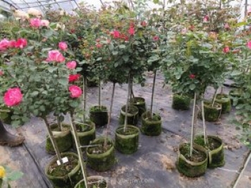 冬天养月季浇水有什么注意的地方？