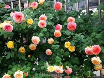 浅析园林水景常见的几种表现形式