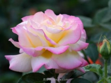 6种花卉入手有“黄金时间”，别选错