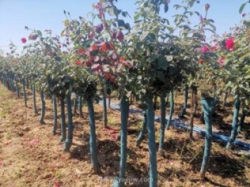 月季苗木在园林绿化中常见问题总结，月季网收藏