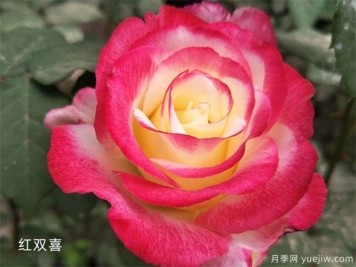 十大浓香月季排行榜，种一棵满室飘香