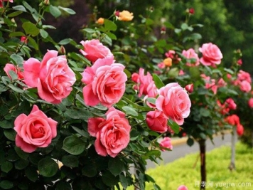 被誉为开花机器的3种花卉，月季花一年四季开花不断