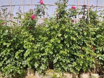 苗木进场的验收标准及技术规范