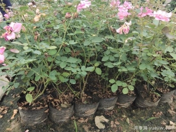 养盆花月季一般这几点做好，月季开花也不愁了