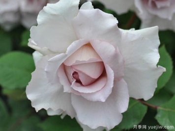 大地天使亚列尔月季的优缺点是什么？