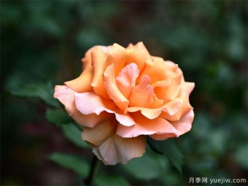 遭遇暴风雨袭击后，月季苗木管理施救措施