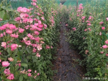 秋天月季不停地掉叶子？分享小技巧轻松解决