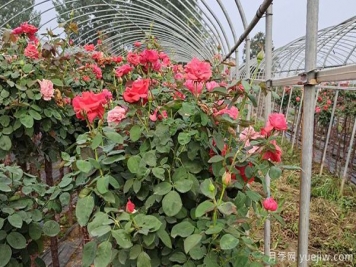 安徽小月季花苗，如何管理会长得刚好呢？