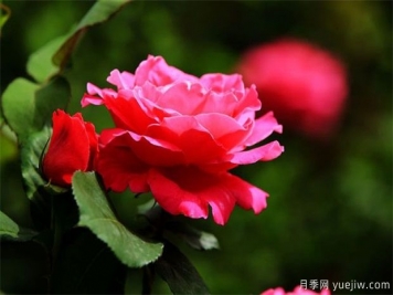 月季的简单介绍