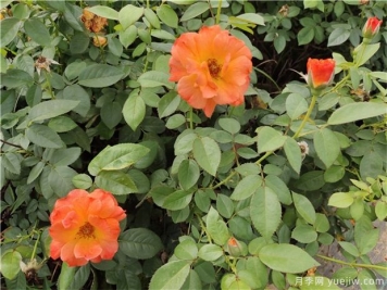 丰花月季的优选与病虫防治