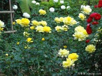 月季切花的染色方法及影响