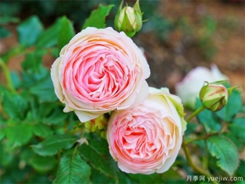 家庭玫瑰的种植技术