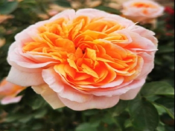 夏季月季如何养，分享几个技巧