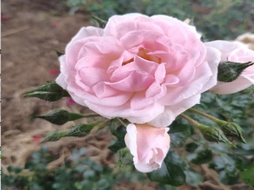 月季扦插该如何做