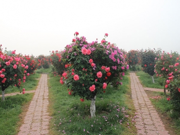 河南暴雨洪灾过后的苗木花卉该如何和养护补救
