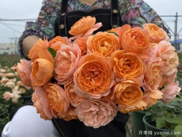 推荐5个超级勤花月季品种，季季有花赏