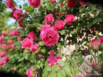 小小月季花 内含大产业