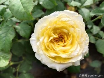 秋天到了，月季养护焕新需知道