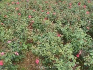 未来农村农业种养的五个发展趋势