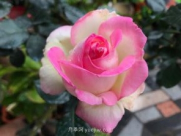 摩纳哥公主月季，法国玫昂大花月季的领军之作