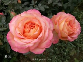 种月季用什么肥料比较合适？