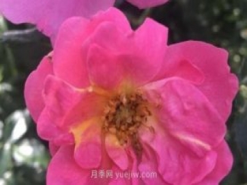 西蒙弗雷泽月季