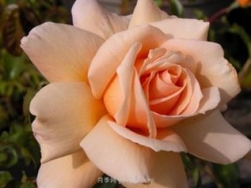 布劳内尔博士月季