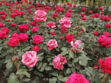 短文学：描写月季花的优美句子