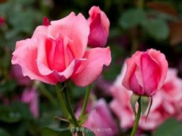 云南：科技之花开遍红土高原