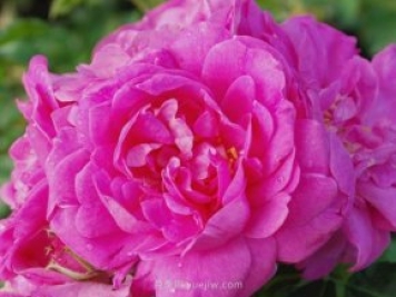 兰伯特克劳斯月季