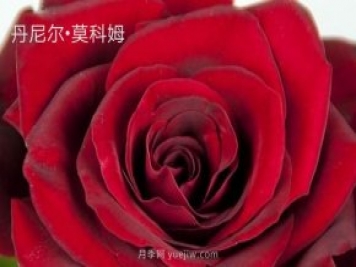 丹尼尔莫科姆月季