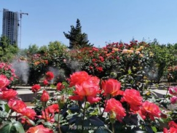 赏郑州月季公园，相看谁有此花香