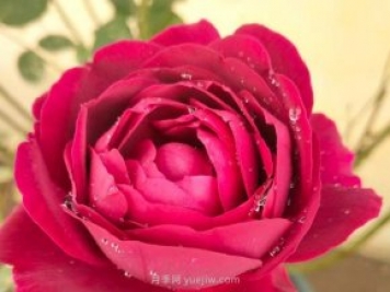 在广东表现比较好的3个月季