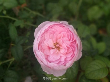 花友淘汰掉的10种月季，缺点多于优点，是这样吗