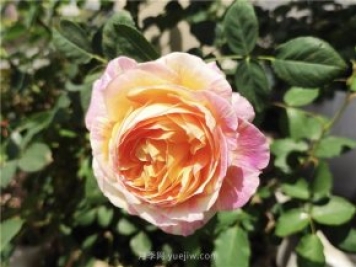 掌握正确浇水法，从此月季浇花不再难