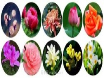 中国有哪十大名花，惊艳世界！