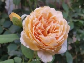 月季度夏，如何浇水施肥和防止病虫害