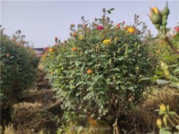 夏季高温，树木和月季移栽后如何保活