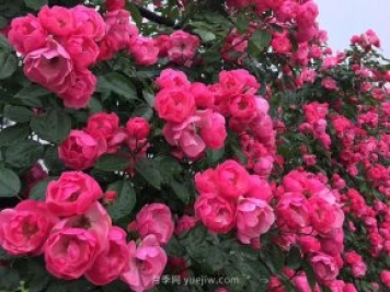 精品丛生苗是如何培养的？