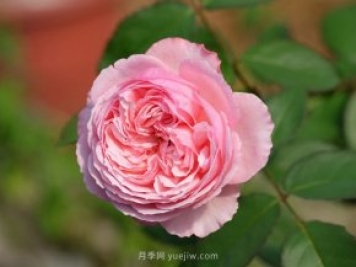 雨季如何做好苗木的防涝准备工作，才能减少苗圃损失？