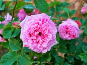 赏花经济兴起，这几个树种或将成为苗木行业新机遇！