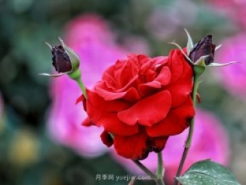 植物设计师必须懂得景观空间尺度设计，