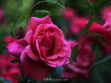 八月份园林养护技术要点