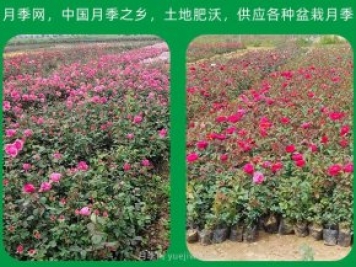 南阳苗木种植应该注意那些？