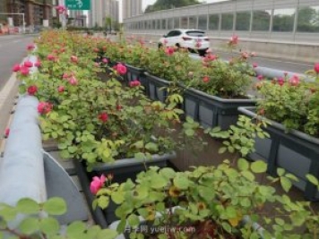 为什么自家基地的苗木总是卖不出去？