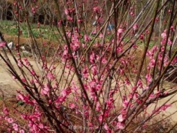 红梅小苗什么时候栽植移栽