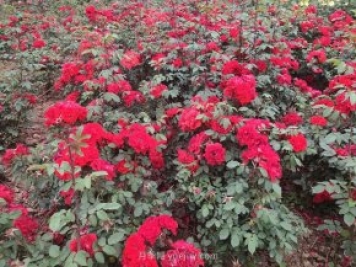 8月园林植物养护建议