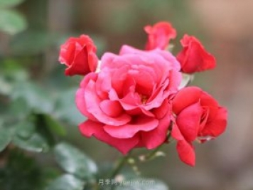 各地区常见景观植物种类汇总，干货收藏