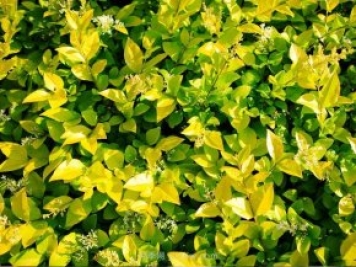 金叶女贞生长期为何会出现黄叶？