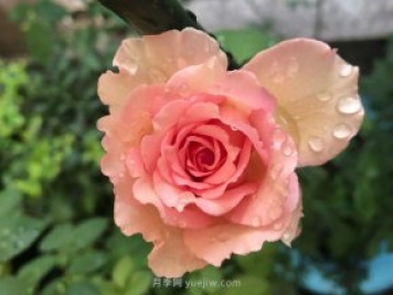 藤本月季强烈推荐罗衣，颜美而且浓香